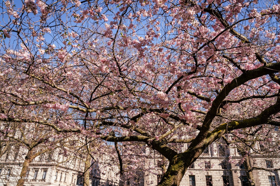 Kirsikkapuiden kukintaa St. James's Parkissa