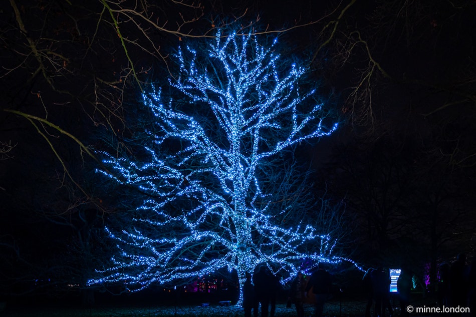 Heritage Tree with Thousands of Lights