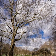 Old tree in Green Park