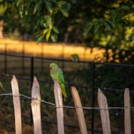 Kensington Gardens parakeets might even land on your hand