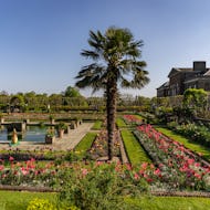 A palm tree in the Sunken Garden