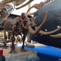 Norsun luuranko Natural History Museumissa
