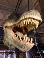 Model T-rex head in Natural History Museum