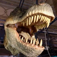 Model T-rex head in Natural History Museum