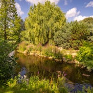 A pond in Regent's Park