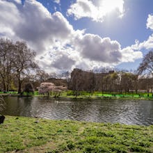 A swan enjoying the beauty of St James's Park