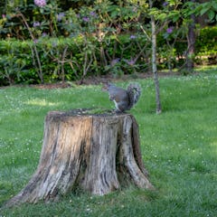 Holland Parkissa on monenlaisia eläimiä, mm. oravia